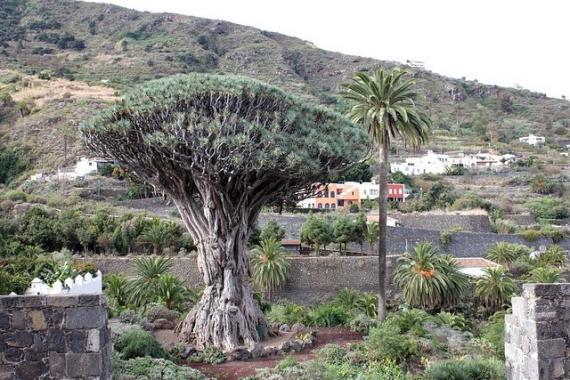 Tenerife, dragon tree
